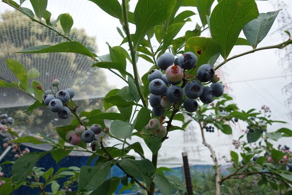 受付終了 摘みたては格別 ブルーベリーの収穫体験 6 29 水 S 001 観光プログラム オープンたかつき